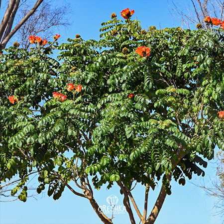 Flame of the forest Spathodea nandi flame Kenya highland forest