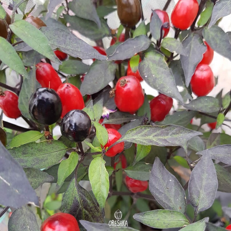 Seeds of Hot pepper Black cuban (Capsicum) — 5 pcs