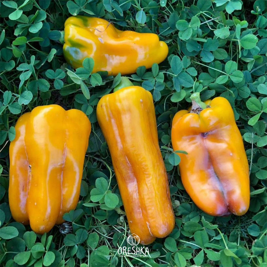 Seeds of Sweet pepper Reychela (Capsicum) — 5 pcs