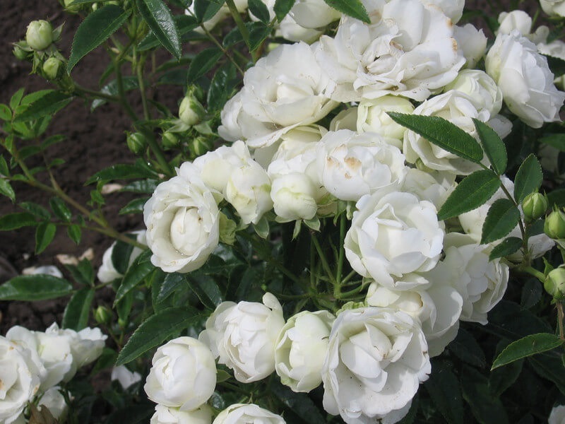 Морсдаг Вайт / White Morsdag