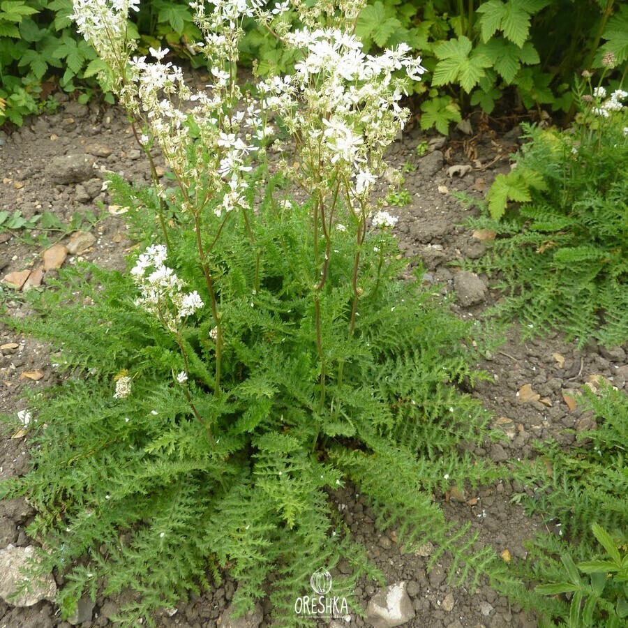 Таволга обыкновенная Filipendula vulgaris