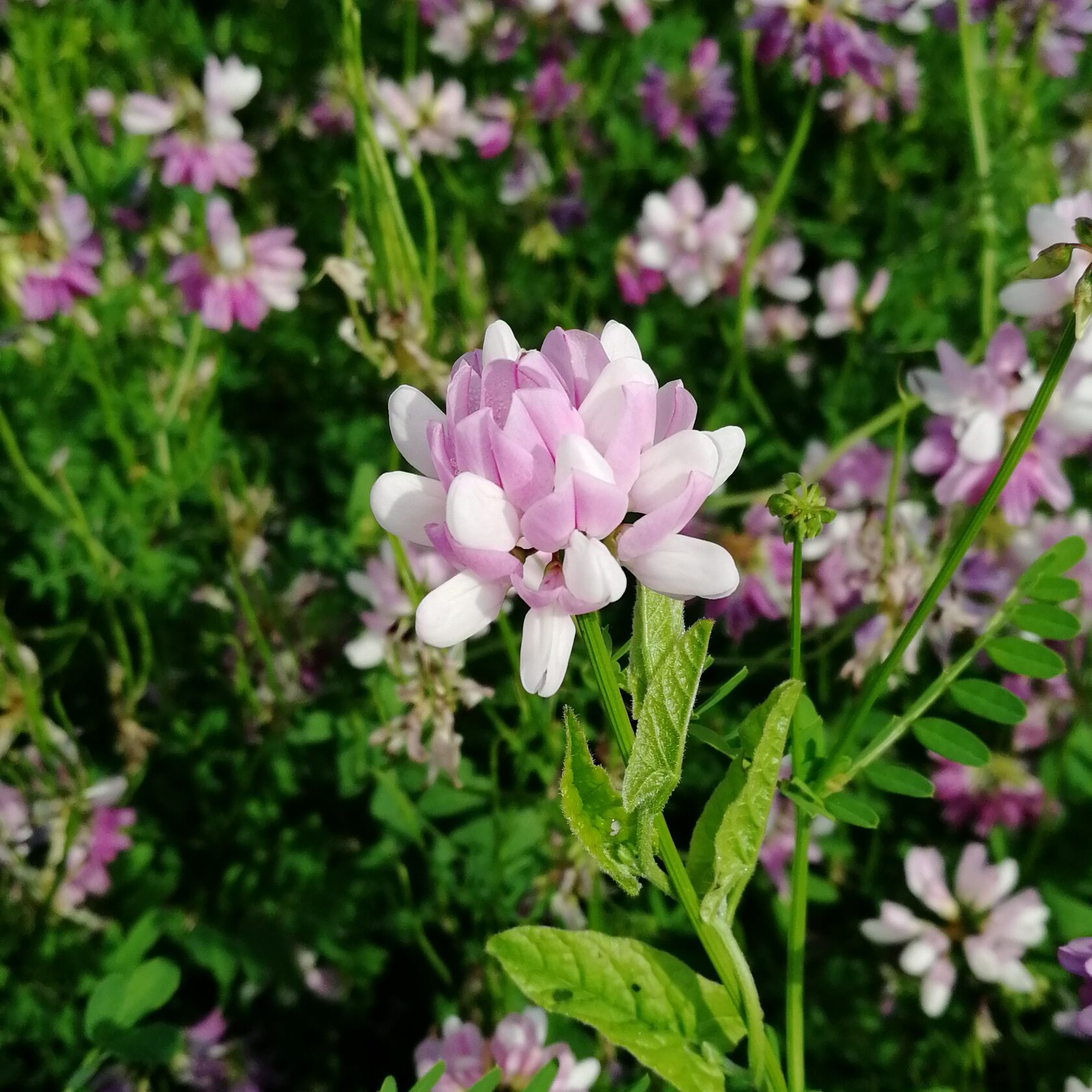 Вязель разноцветный