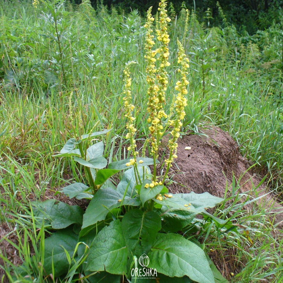 Фото коровяк черный