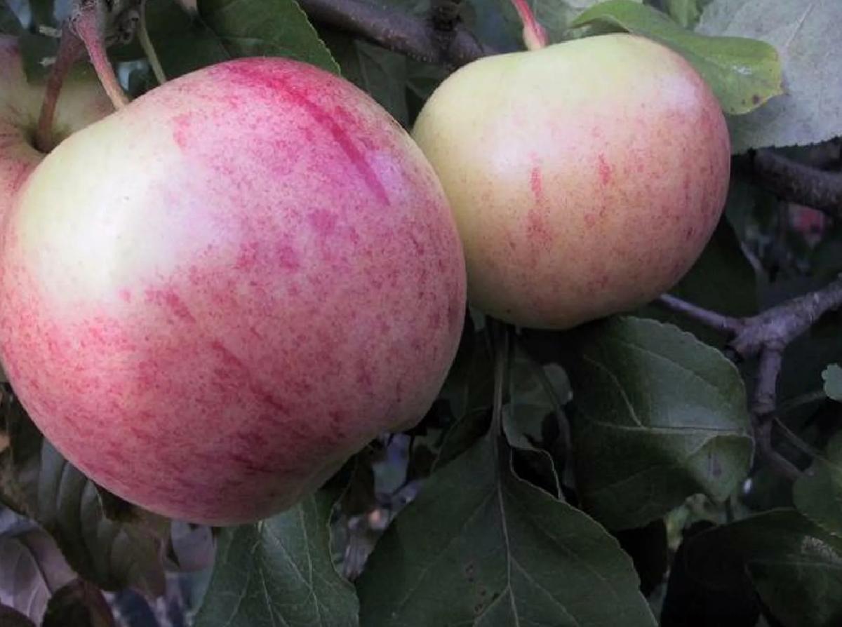 яблоня память коваленко. сорт яблони память ульянищева. яблоко память ульянищева. яблоня сорта память липунова. яблоня памяти.