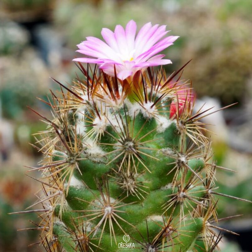 Seeds of Cactus Coryphantha pusilliflora (Coryphantha pusilliflora) — 10 pcs