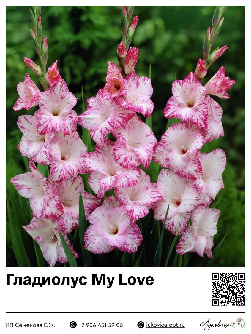 Гладиолус My Love 5 шт
