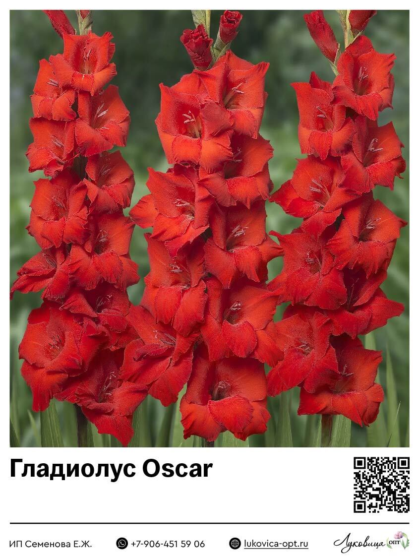 Гладиолус Oscar 5 шт
