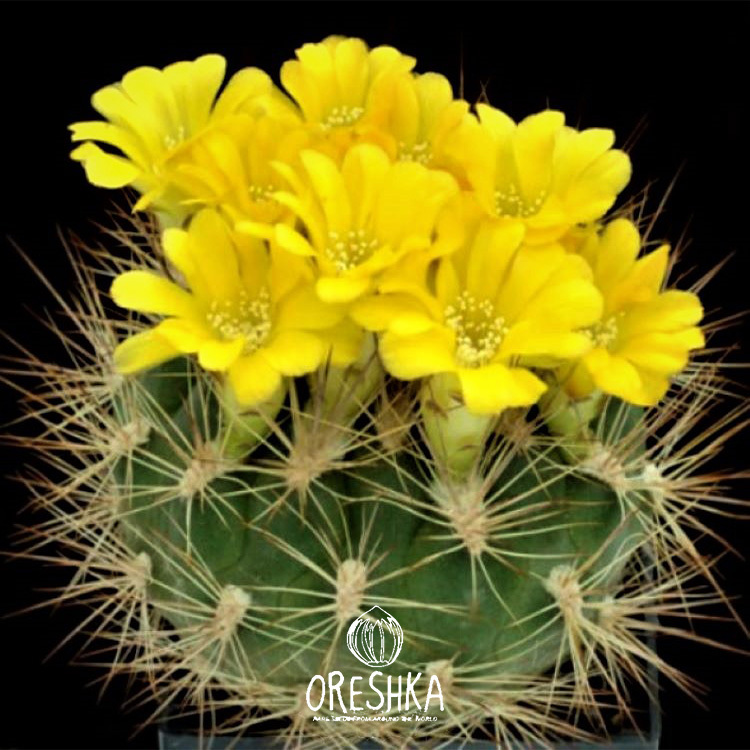 Seeds of Cactus Weingartia hajekiana KK-1156 (Weingartia hajekiana KK-1156) — 10 pcs