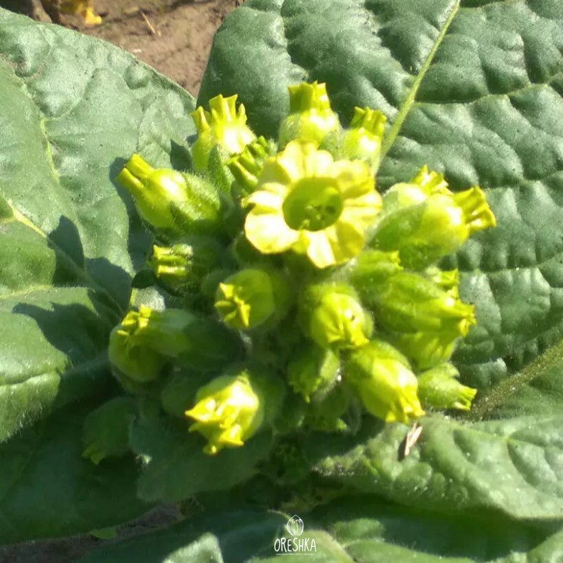 Seeds of shag Ukrainian (Nicotiana tabacum) — 300 pcs