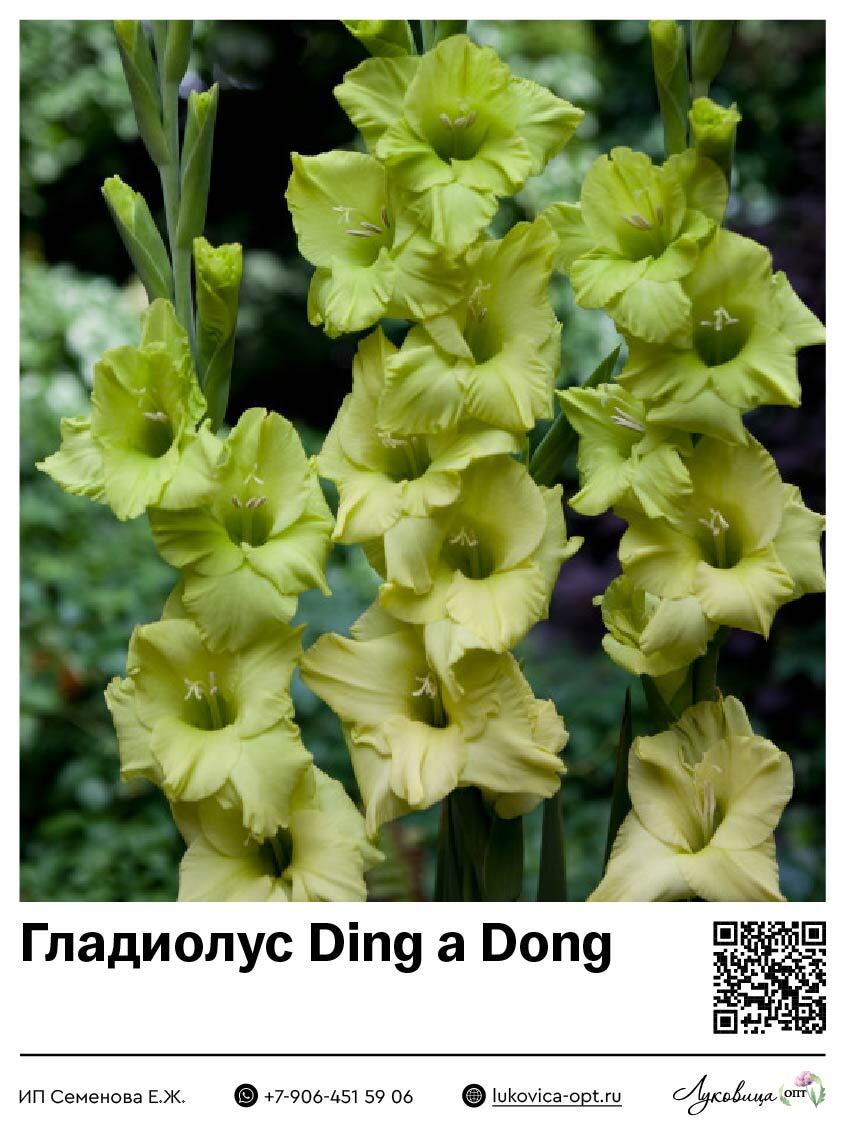 Гладиолус Ding a Dong 5 шт