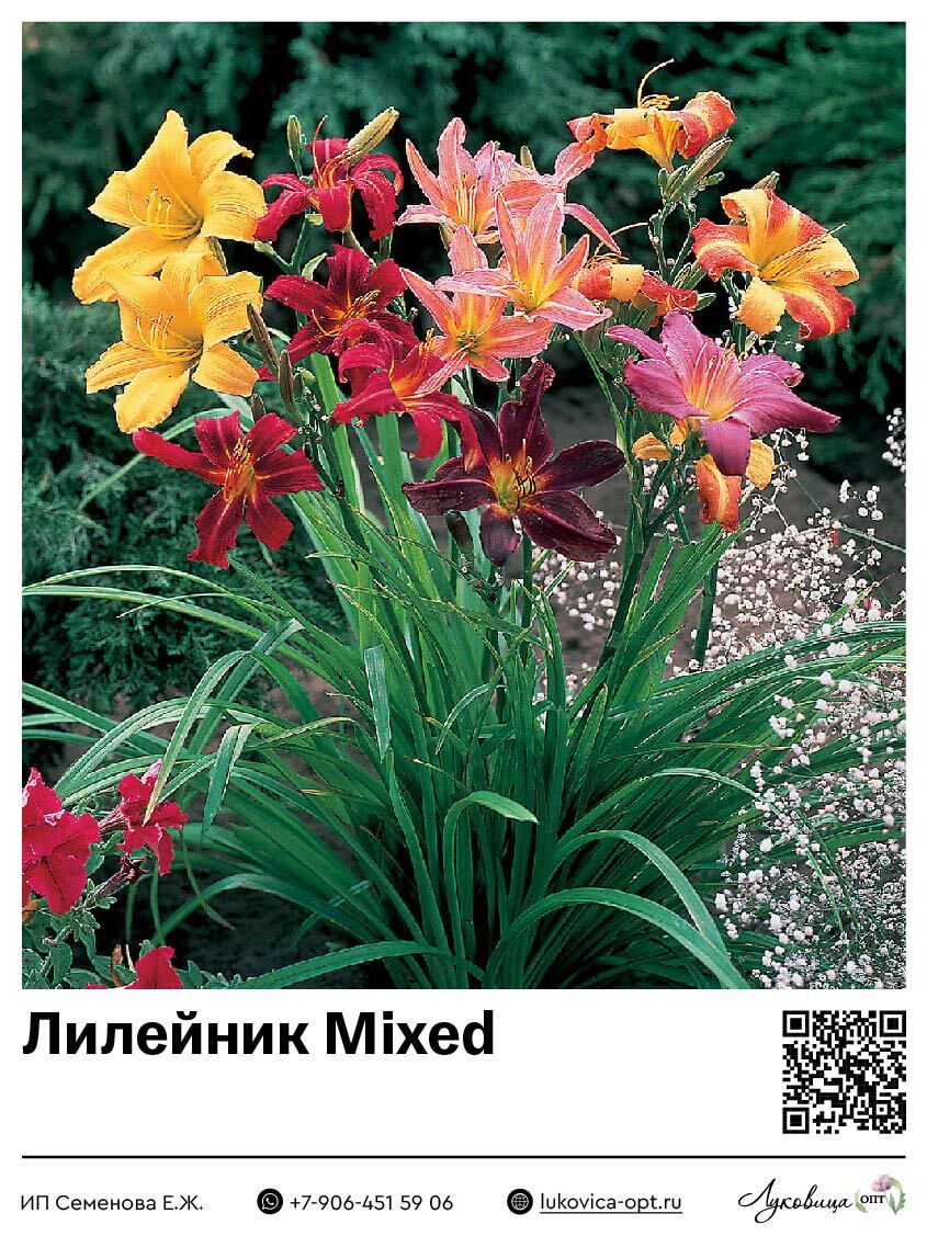 Лилейник Mixed