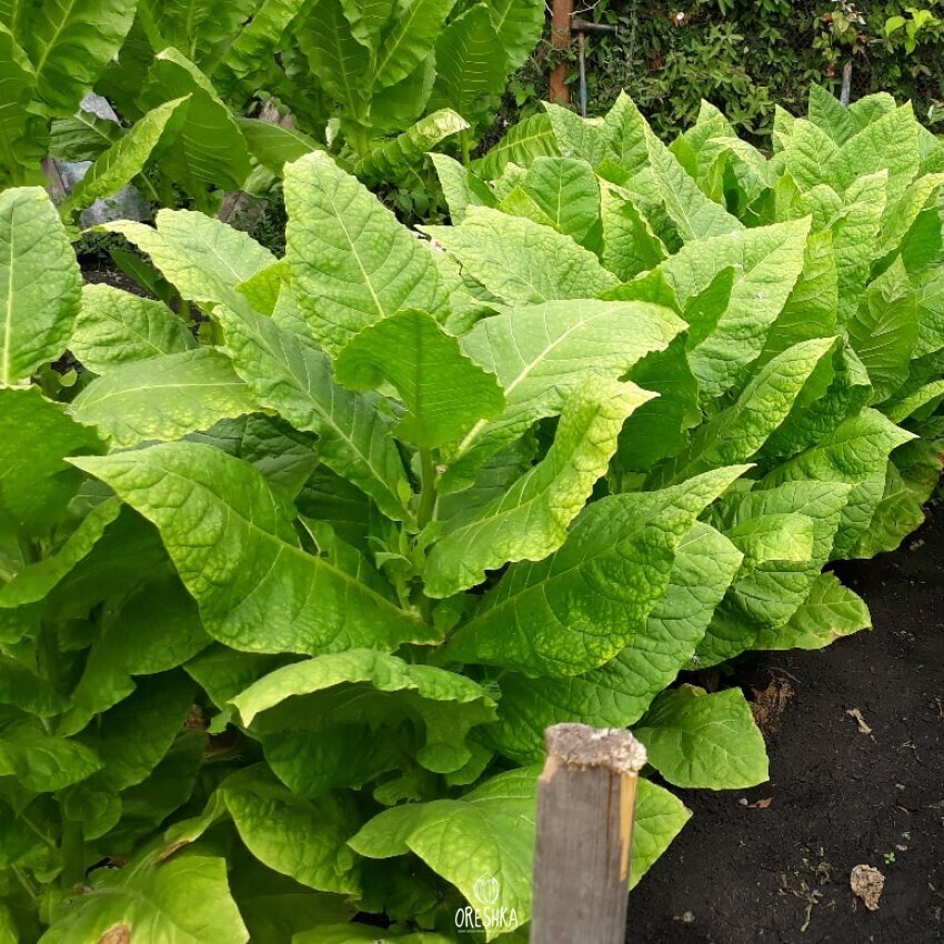 Seeds of Tobacco dubec lemon (Nicotiana tabacum) — 300 pcs