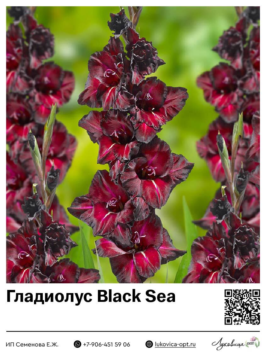 Гладиолус Black Sea 5 шт
