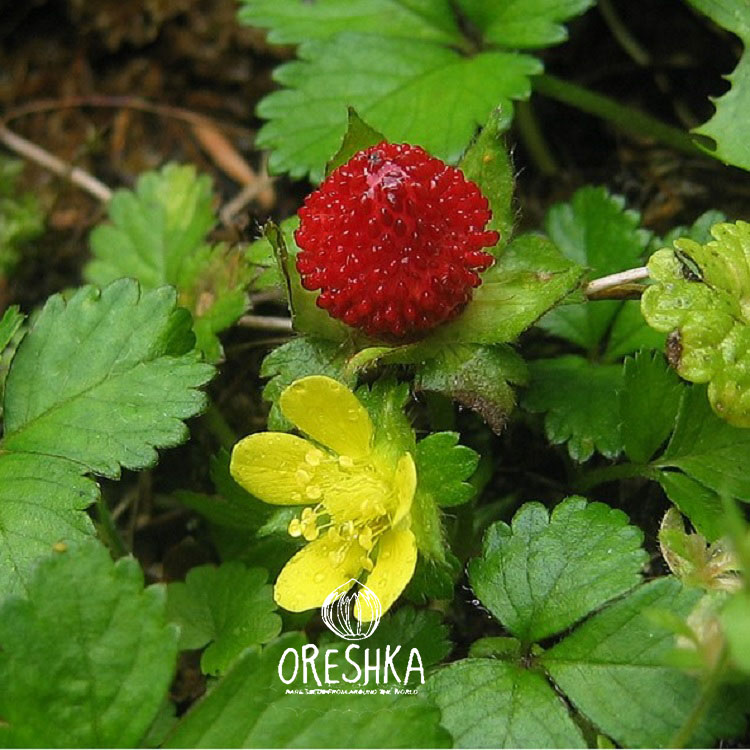 Seeds of Dusheniya (Duchesnea) — 20 pcs