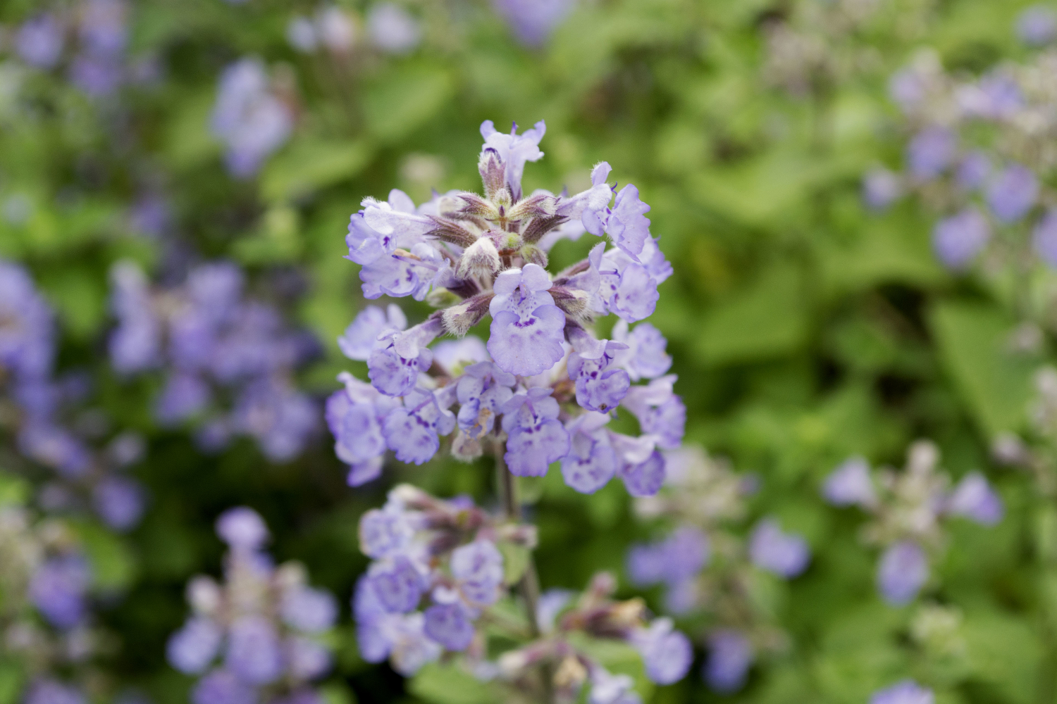 Котовник Фассена Блю Вандер (Nepeta faassenii Blue Wonder)
