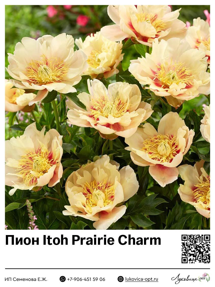 Пион Itoh Prairie Charm