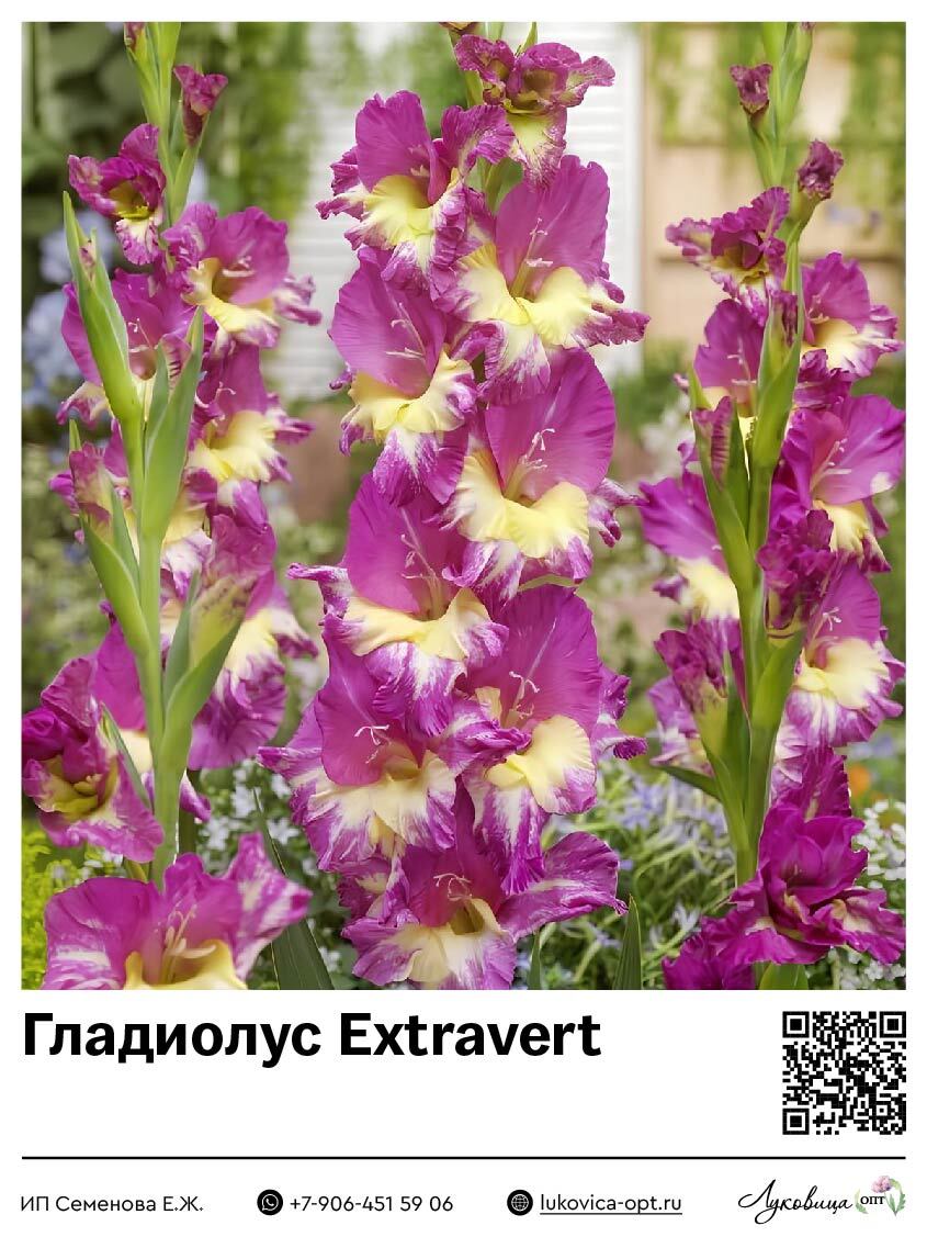 Гладиолус Extravert 5 шт