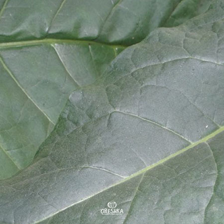 Seeds of Tobacco Jaffna (Germany) (Nicotiana tabacum) — 300 pcs