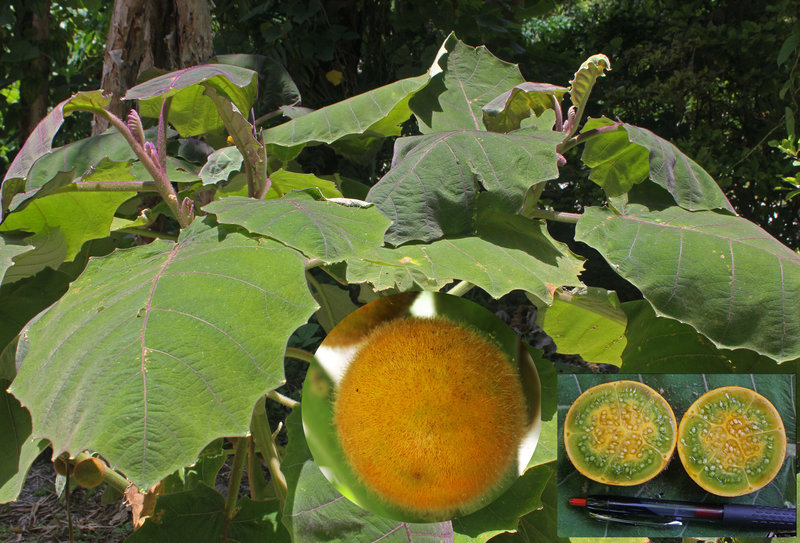 Луло фрукт. Луло Наранхилла. Наранхилья (Solanum quitoense). Наранхилла Юрасик. Наранхилла куст.