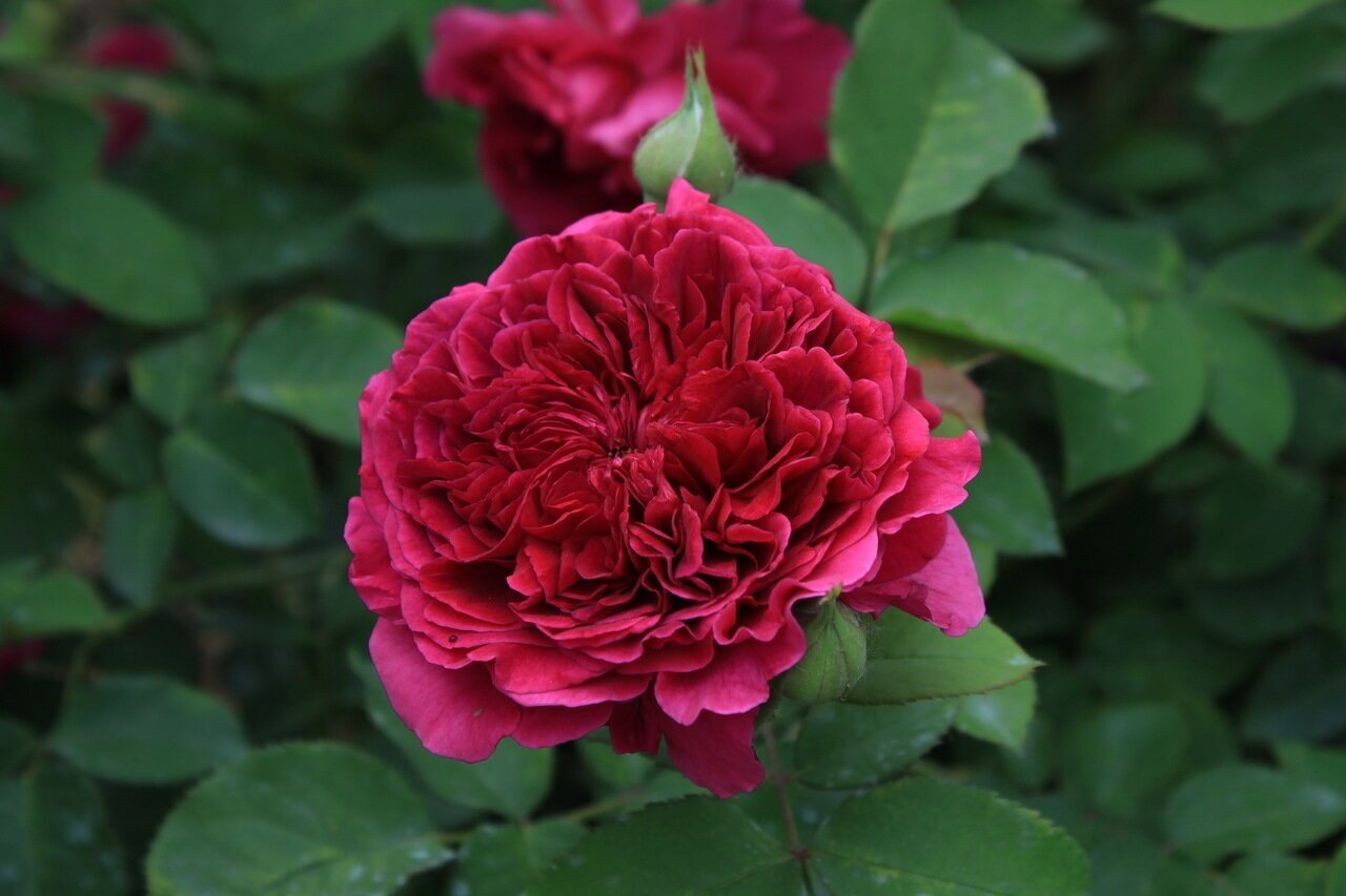Английская роза тесс фото