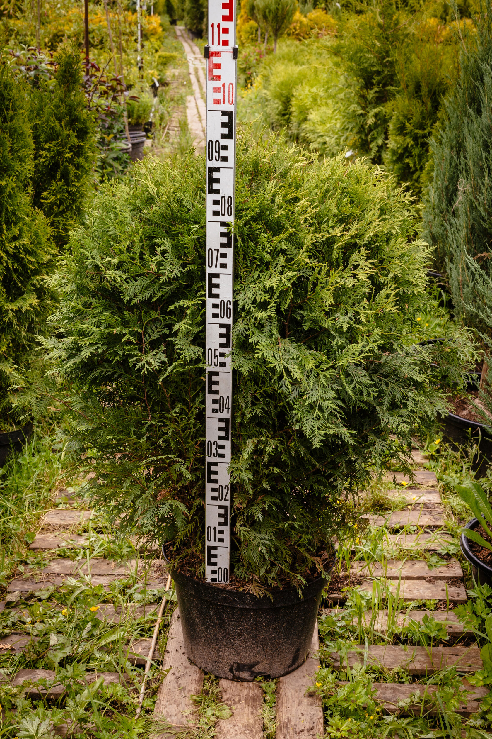 Туя Вудварди "Woodwardii"