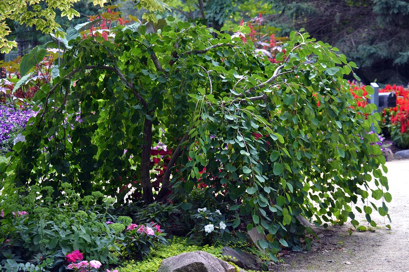 Лиственница на штамбе