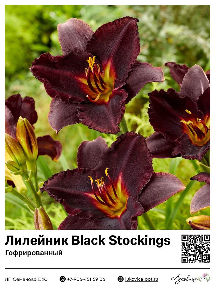 Лилейник Black Stockings (Гофрированный)