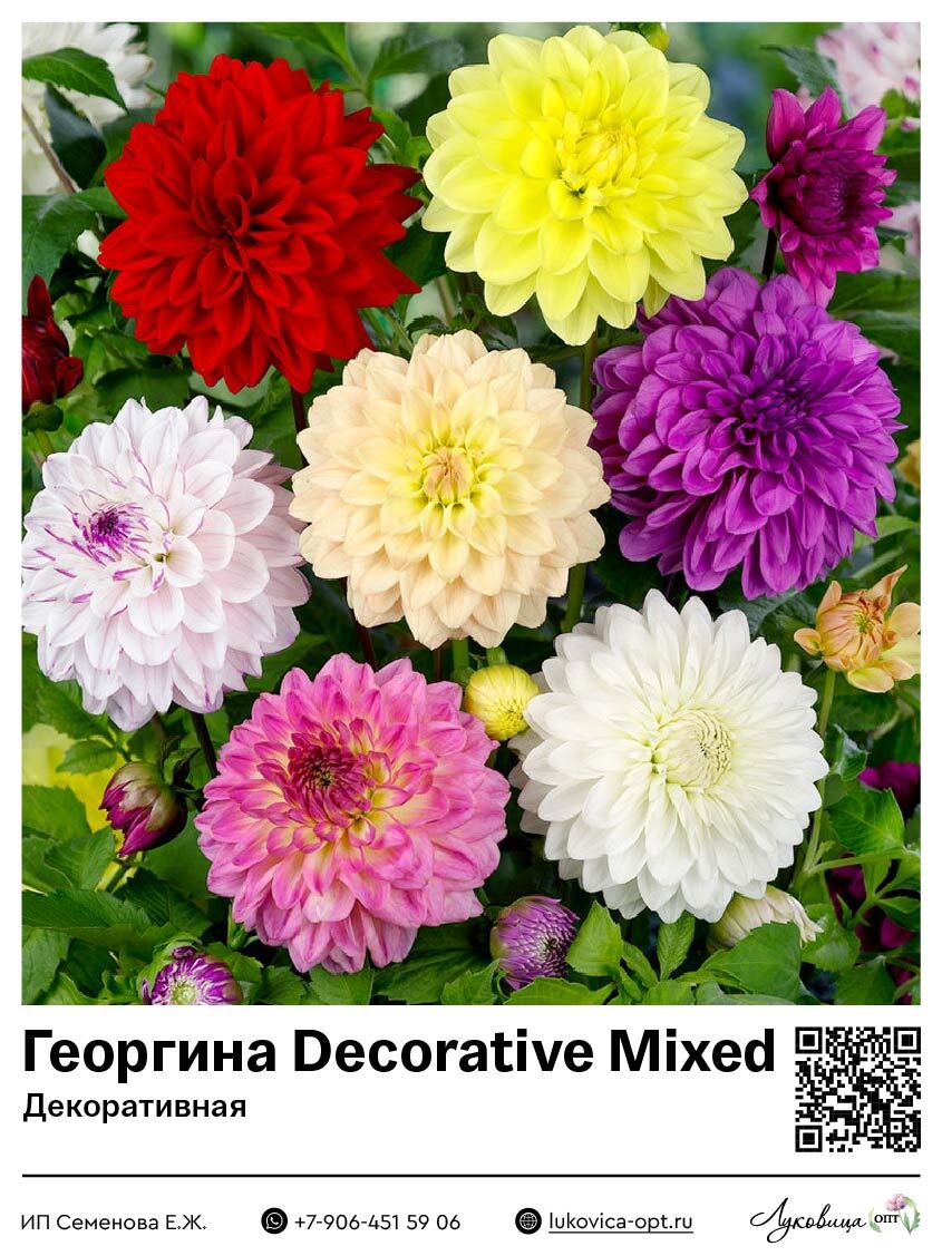 Георгина Decorative Mixed (Декоративная) 1 шт