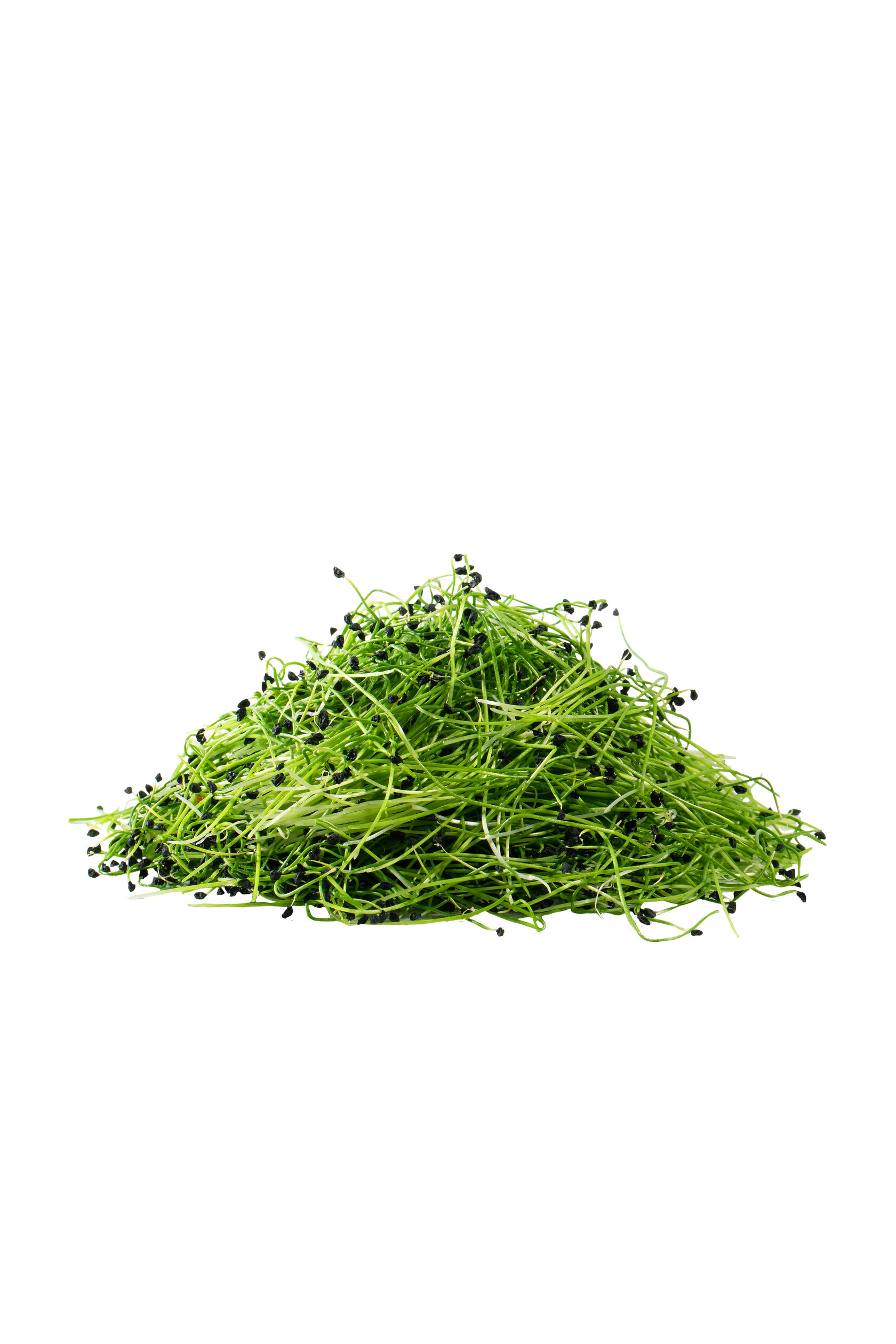 5+ Microgreen Chives Chives - Microgreen Cut