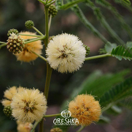 Seeds of Albizia fragrant, Black siris (Albizia odoratissima, Black siris) — 15 pcs
