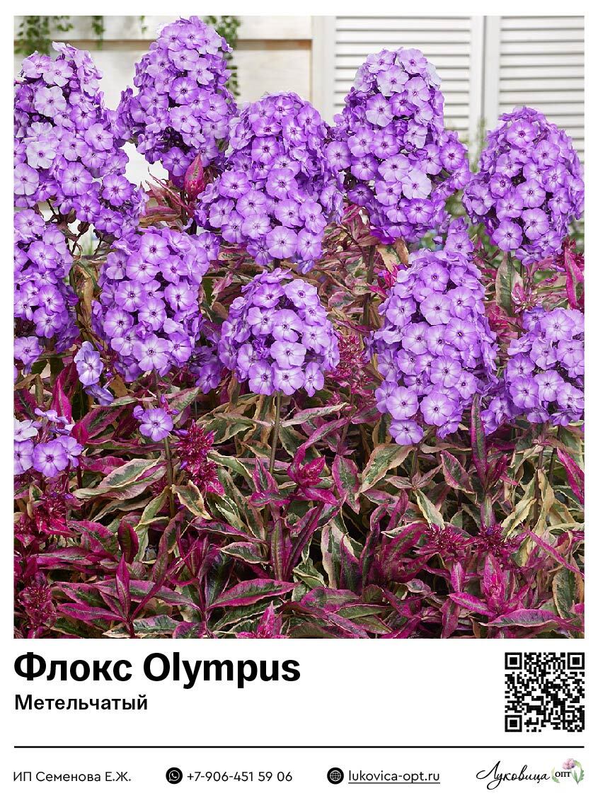 Флокс Olympus (Метельчатый) 1 шт