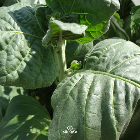 Seeds of Shag Yellow 109 (Nicotiana tabacum) — 300 pcs
