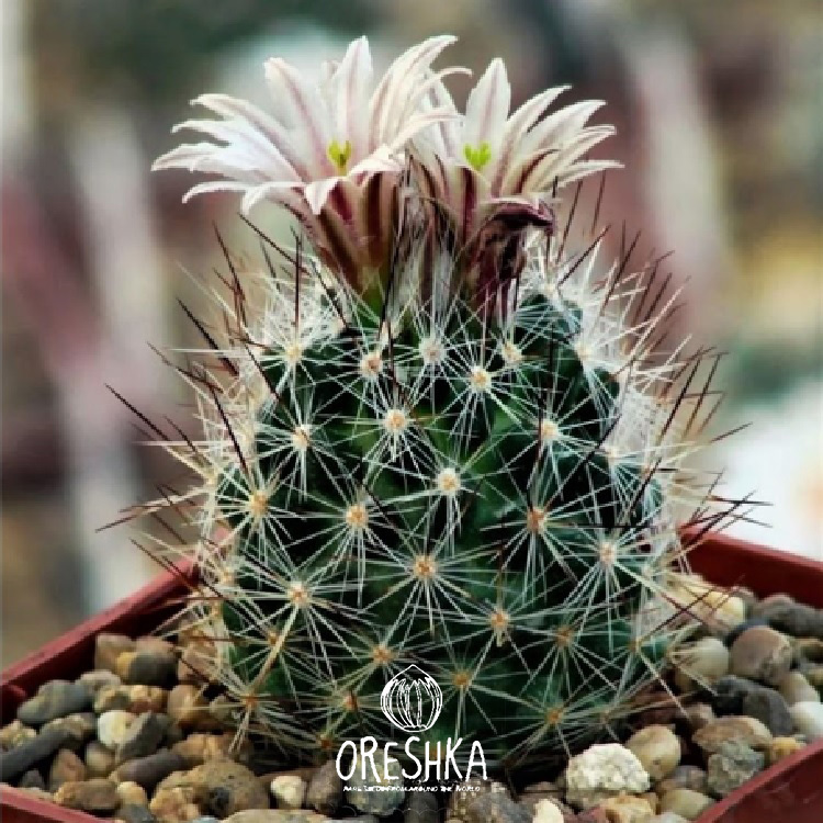 Seeds of Cactus Escobaria mix (Escobaria mix) — 10 pcs