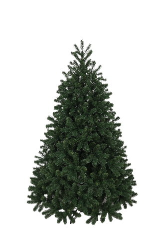 Ель "Голландская Премиум" 2,0 м ЛИТАЯ