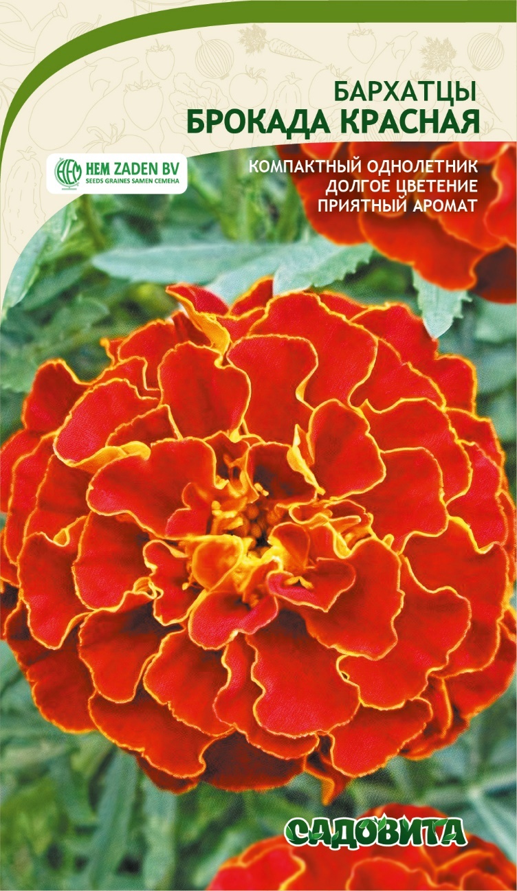 бархатцы брокада красные. бархатцы брокада красные. бархатцы отклоненные брокада. бархатцы красная брокада. бархатцы брокада гавриш.