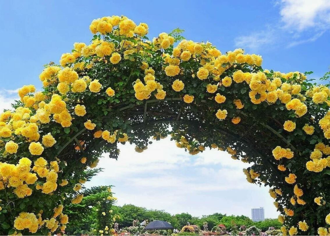 Названия желтых плетистых роз. Названия желтых плетистых роз. Названия желтых плетистых роз. Роща плетистая голден парфюм. Названия желтых плетистых роз.