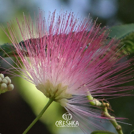Seeds of Albizia Saman (Samanea Saman) — 15 pcs