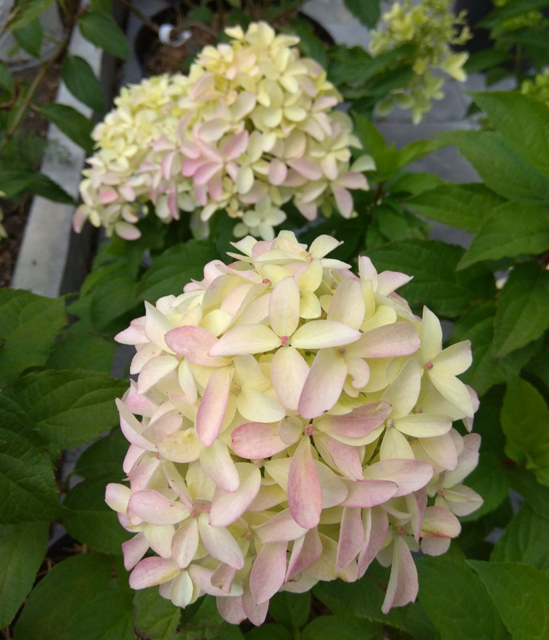 Метельчатая гортензия Quick Fire Fab / Квик фаер фаб