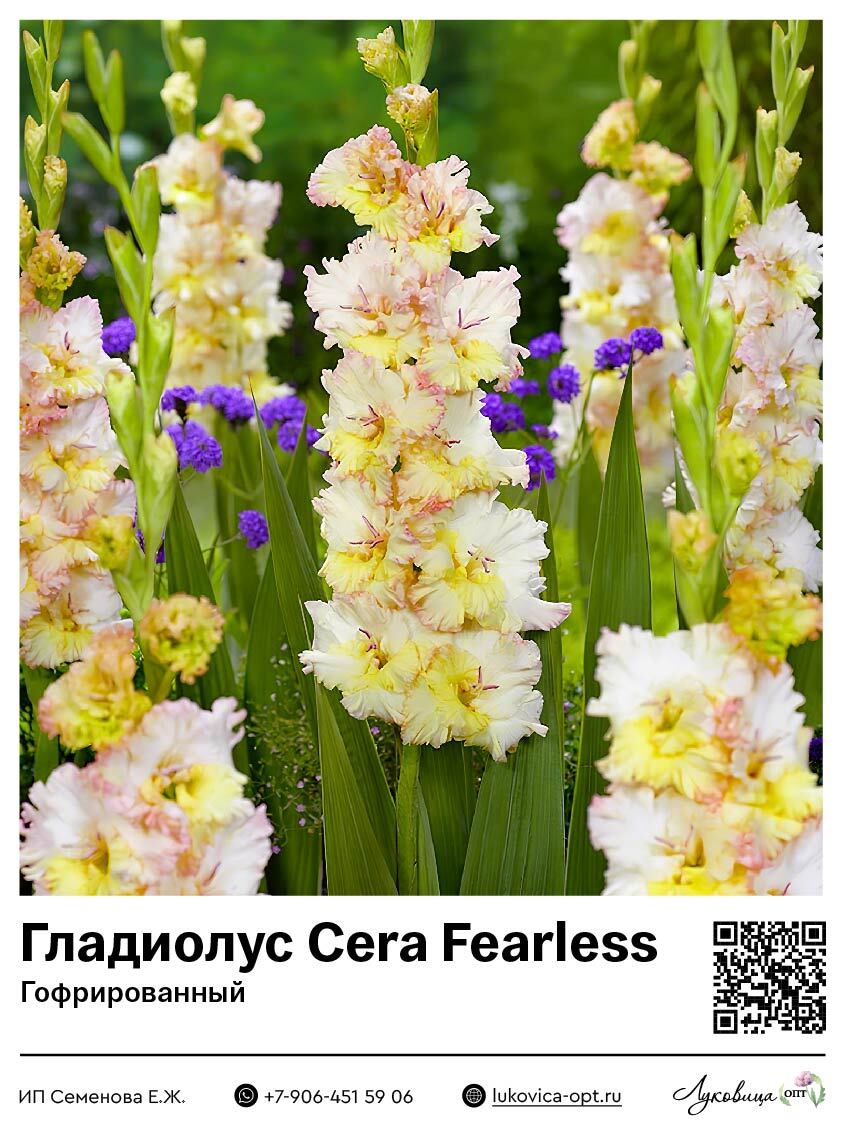Гладиолус Cera Fearless (Гофрированный) 5 шт