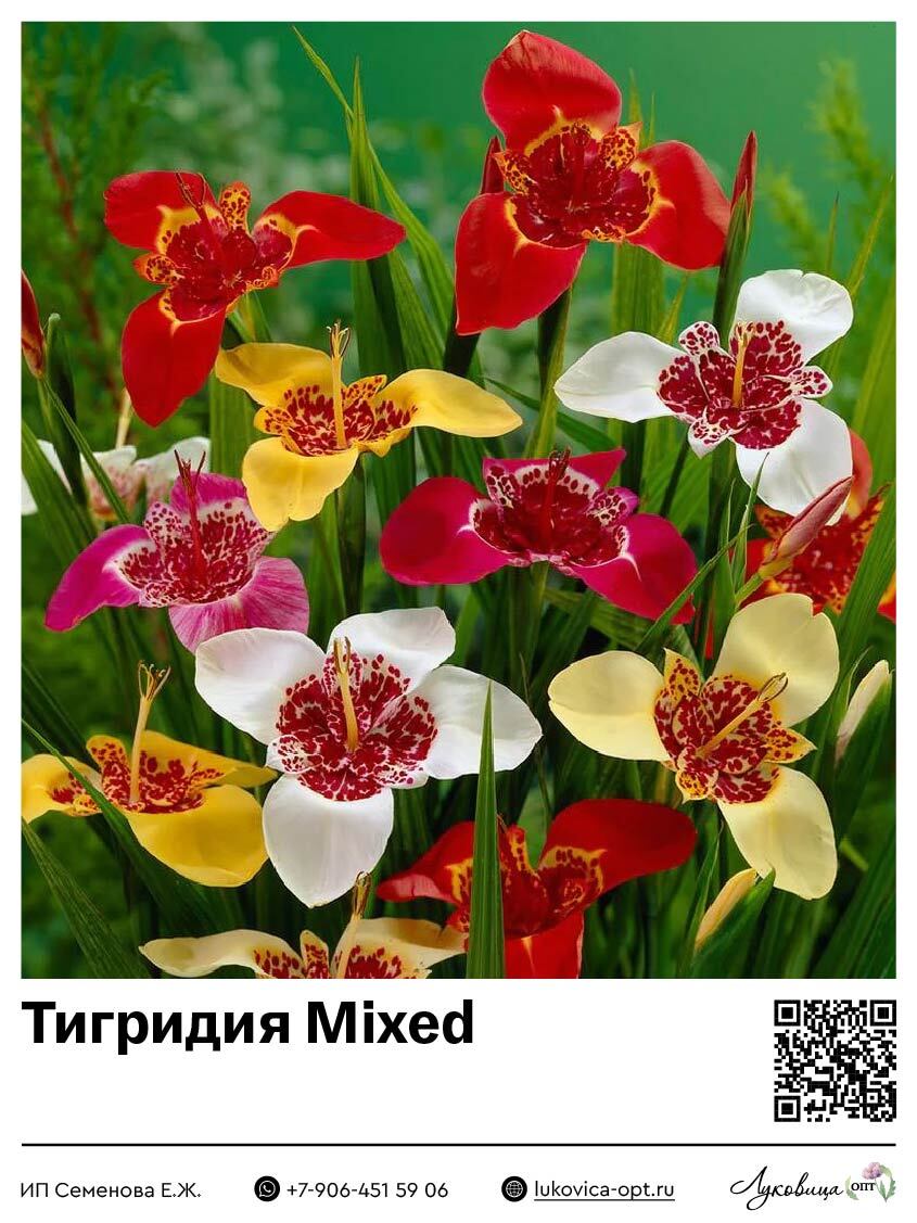 Тигридия Mixed 10 шт