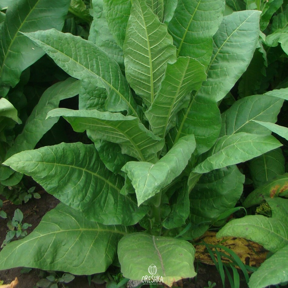 Seeds of Tobacco yellow orinoco (Nicotiana tabacum) — 300 pcs