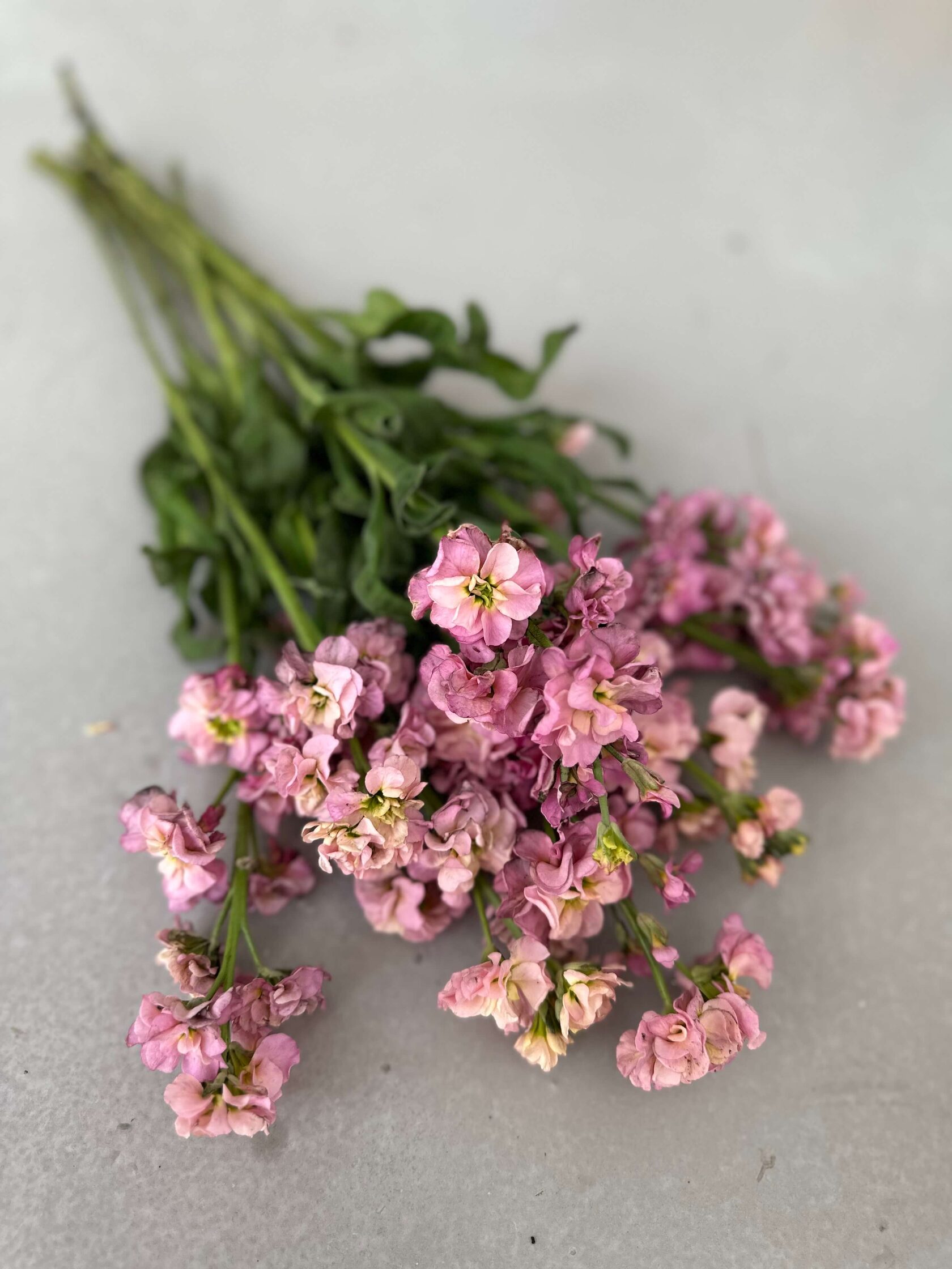 Маттиола StoX Champagne