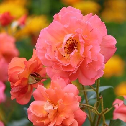 Роза дамасская. Натуральное эфирное масло. - Pranarom (Бельгия)