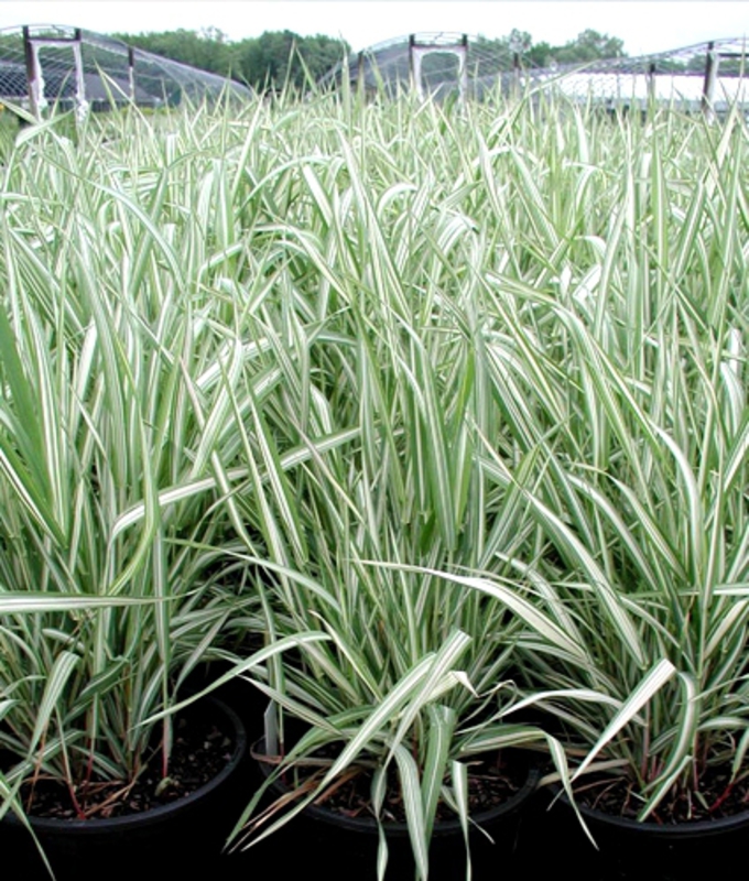 Фалярис канарский. Фалярис тростниковый элегантиссима. Фалярис канарский. Фалярис тростниковый описание. Фалярис тростниковый описание.