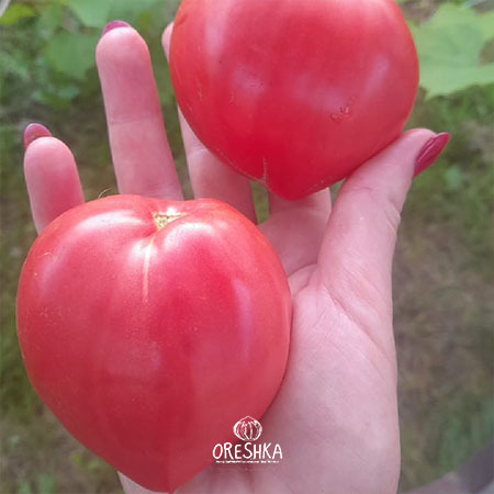 Japanese tomato fresh salad slice sweet fleshy low-seed