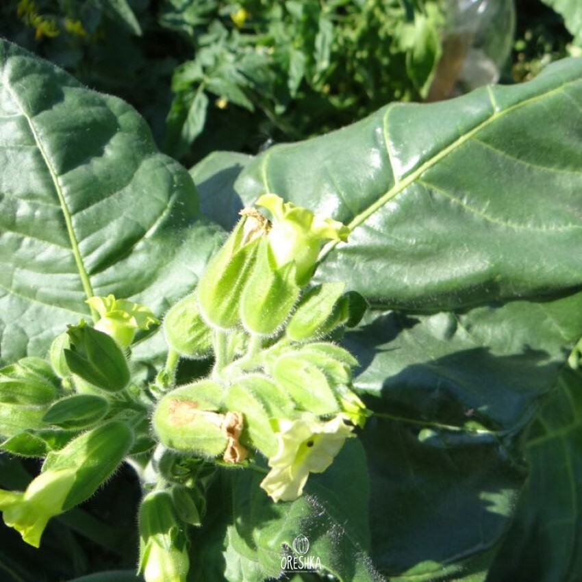 Seeds of shag koriotis dark blue (Nicotiana tabacum) — 300 pcs