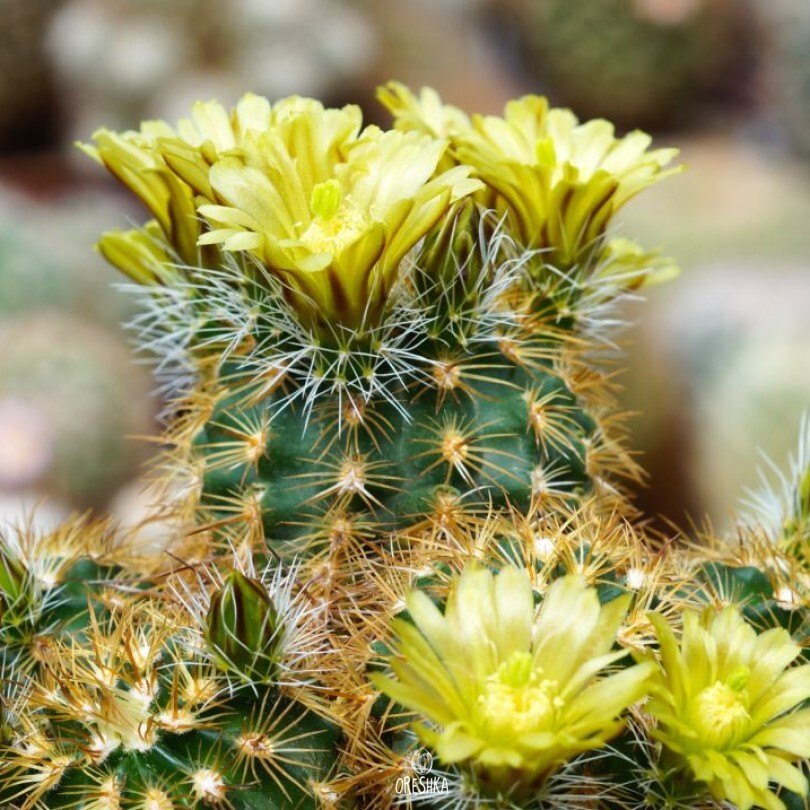 Seeds of Cactus Echinocereus corelii SB 743 (Echinocereus corelii SB 743) — 10 pcs
