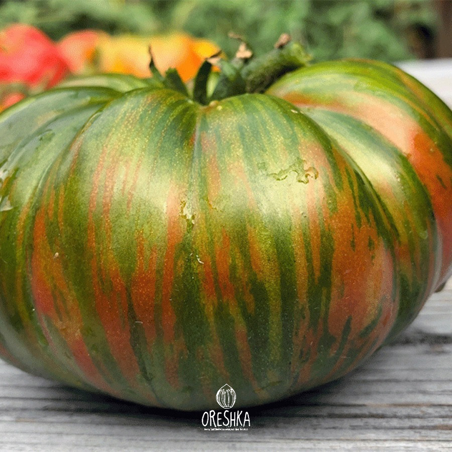 Seeds of Tomato Dwarf Peppermint Stripes (solanum lycopersicum) — 10 pcs