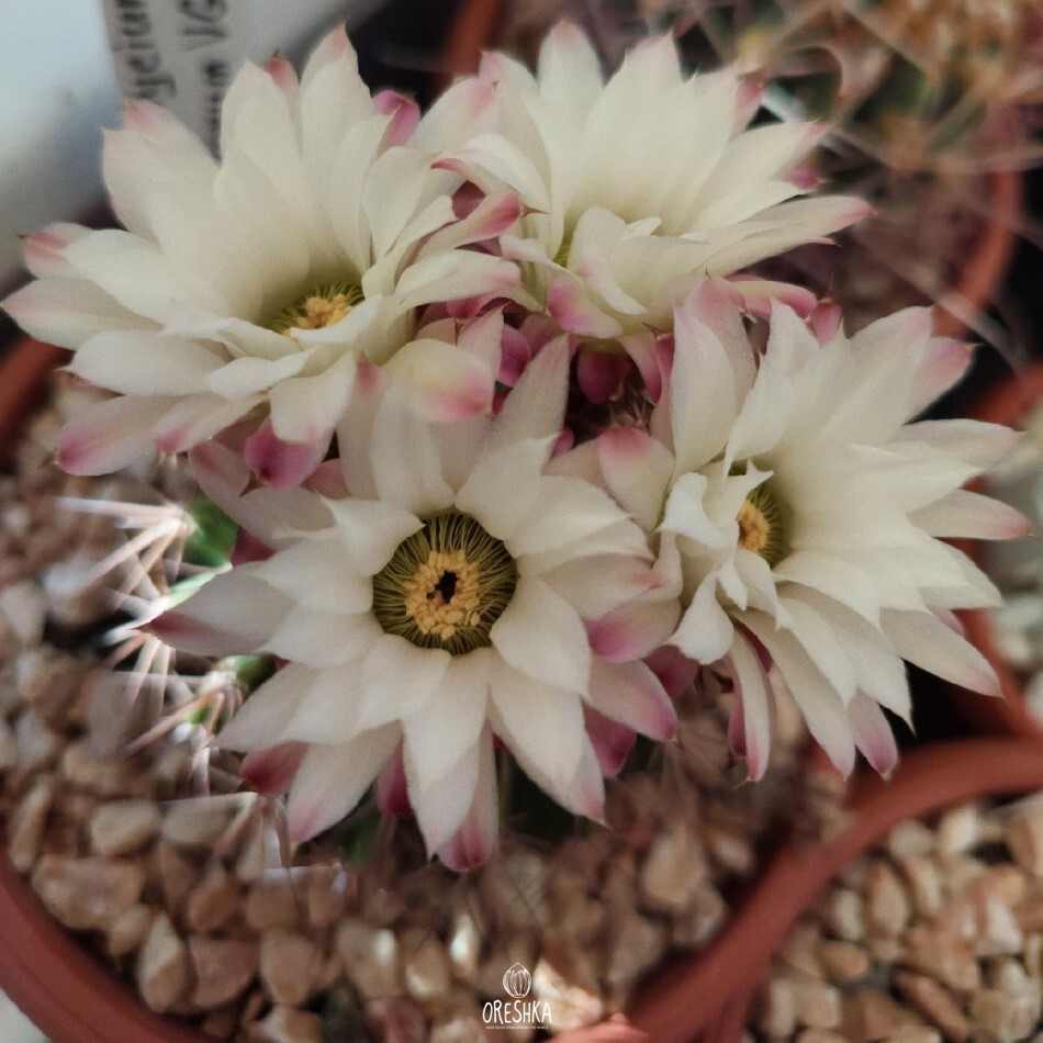 Seeds of Cactus Acanthocalycium spiniflorum VG 1270 (Acanthocalycium spiniflorum VG 1270) — 10 pcs