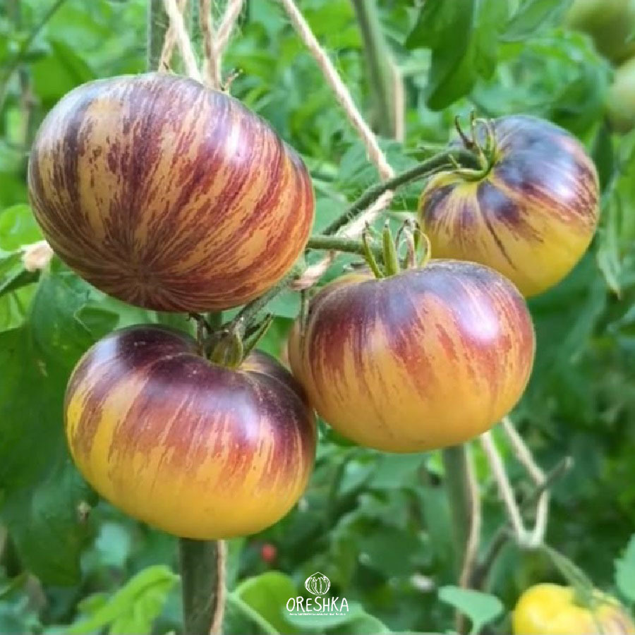 Seeds of Tomato Kayleigh Anne (Rebel Starfighter Prime) (solanum lycopersicum) — 10 pcs